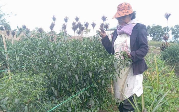 harga_cabai_di_simalungun_anjlok_petani_merugi_akibat_pasokan_dari_jawa