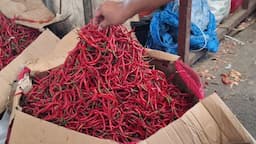 harga_cabai_merah_turun_tajam_di_medan_dari_rp83_ribu_jadi_rp76_ribu_per_kilogram