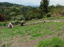 kekeringan_di_porsea_petani_toba_khawatir_tanaman_jahe_dan_jagung_mati