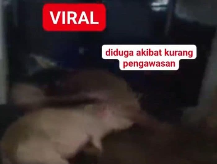 viral_mobil_sppg_angkut_babi_di_nias_selatan_begini_penjelasan_bgn