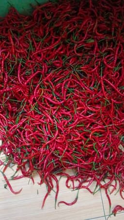 warga_lubuk_pakam_pilih_jualbeli_cabai_lewat_media_sosial_saat_harga_melonjak