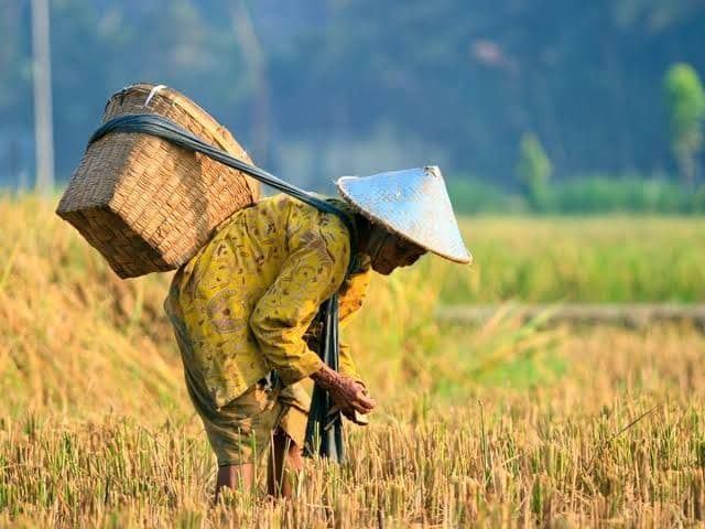 wamentan_pendapatan_petani_milenial_bisa_rp20_juta_per_bulan