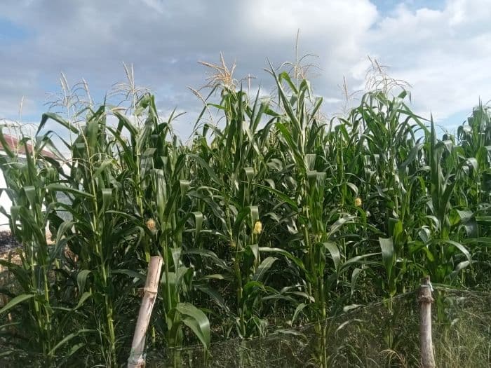 harga_jagung_naik_jadi_rp5000_per_kg_petani_toba_bersyukur_meski_di_bawah_hpp