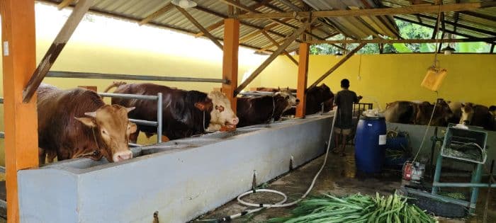 penjualan_sapi_kurban_di_binjai_melonjak_jelang_iduladha_stok_ludes_