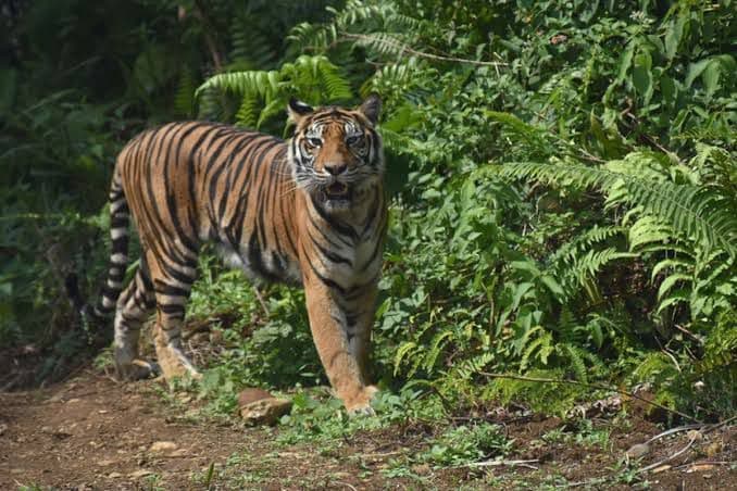 warga_desa_pudun_jae_lihat_harimau_di_kebun_karet_