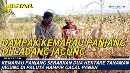 newsroom_kemarau_panjang_sebabkan_dua_hektare_tanaman_jagung_di_paluta_hampir_gagal_panen