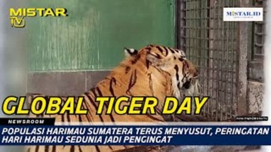 newsroom_populasi_harimau_sumatera_terus_menyusut_peringatan_hari_harimau_sedunia_jadi_pengingat