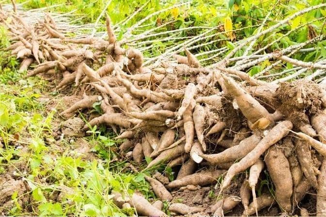 harga_singkong_di_simalungun_anjlok_rp900_per_kg_petani_terpaksa_tunda_panen