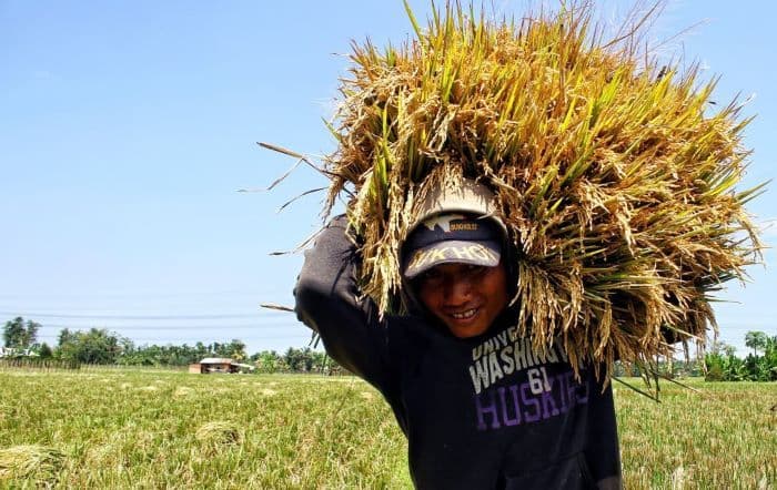 het_beras_medium_naik_bulog_sumut_optimis_harga_turun_karena_panen_raya