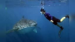 ntb_usulkan_teluk_saleh_jadi_kawasan_konservasi_hiu_paus