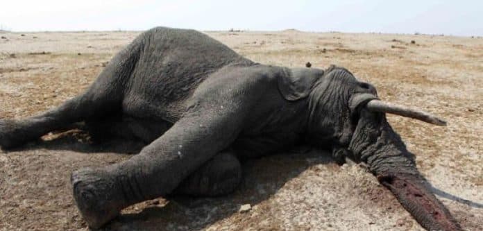 100_ekor_gajah_di_taman_nasional_hwange_zimbabwe_mati_ini_penyebabnya