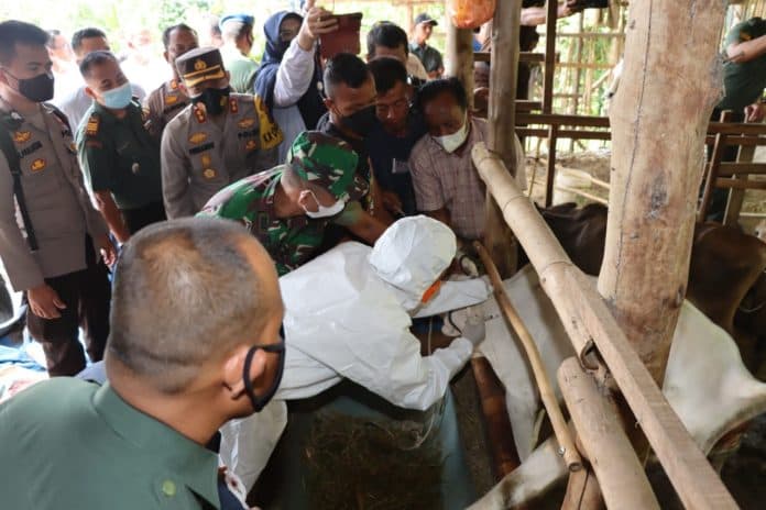 116_ekor_sapi_di_pematangsiantar_divaksin_pmk