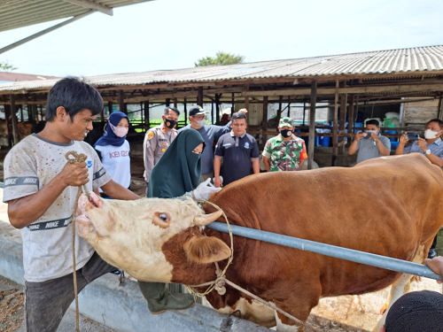12_ekor_sapi_terjangkit_pmk_di_delitua_dikarantina_selama_14_hari