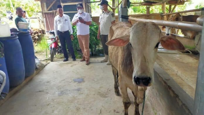138_ekor_sapi_di_siantar_terpapar_pmk_sembuh_30_dan_belum_ada_yang_mati