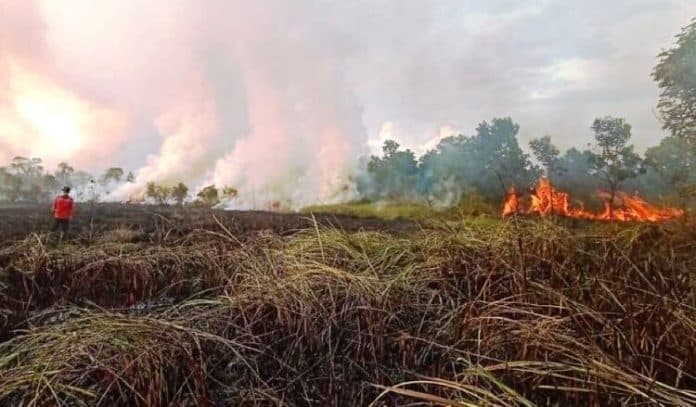 25_juta_hektar_lahan_gambut_di_indonesia_rawan_terbakar