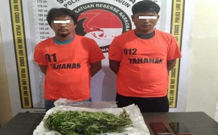 2_pria_pemilik_ganja_ditangkap_personel_polres_simalungun_di_ladang_jeruk