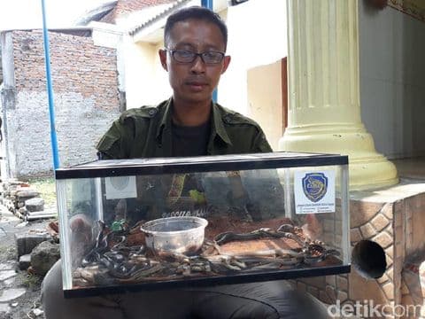 31_ular_kobra_sembunyi_di_tumpukan_karpet_masjid