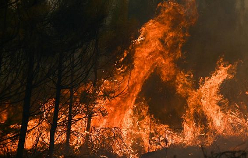 4800_hektar_hutan_terbakar_di_california_as_darurat_panas_diberlakukan
