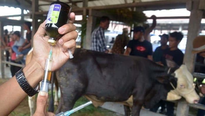 49_ekor_sapi_di_aceh_besar_terindikasi_penyakit_mulut_dan_kuku