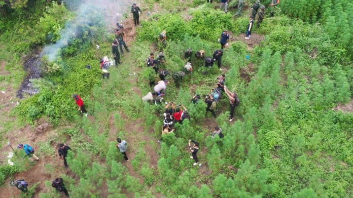 4_hektar_ladang_ganja_ditemukan_di_tor_sihite