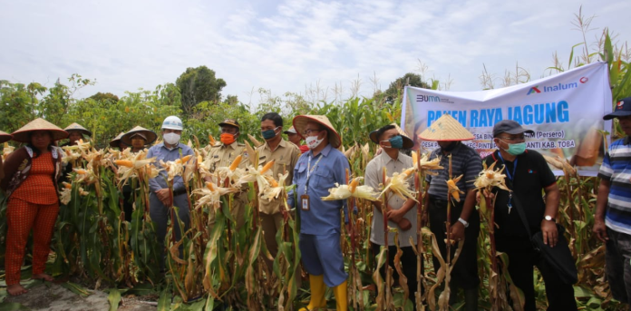 4_kelompok_tani_binaan_pt_inalum_panen_raya_jagung_di_desa_pintu_pohan_tobasa