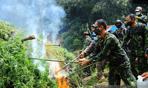 5_hektar_ladang_ganja_siap_panen_dimusnahkan_di_kawasan_leuser_aceh