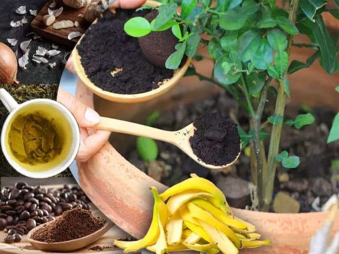 5_sampah_dapur_yang_bisa_digunakan_langsung_untuk_menyuburkan_tanaman_anda