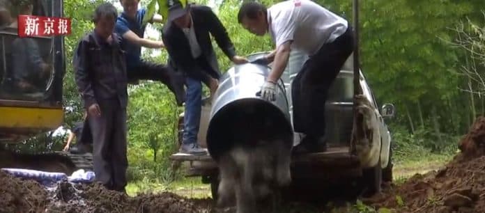 6000_kg_hewan_liar_dikubur_hidup_hidup_setelah_larangan_perdagangan_satwa_liar_di_cina