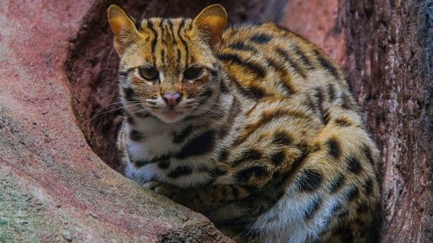 6_jenis_kucing_hutan_indonesia_yang_terancam_punah_dan_tak_boleh_dipelihara