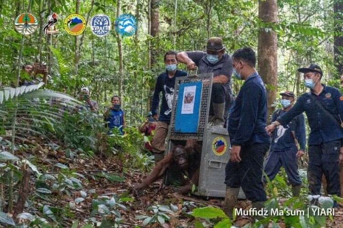 6_orangutan_dilepasliarkan_di_taman_nasional_bukit_baka_bukit_raya_kalimantan_barat
