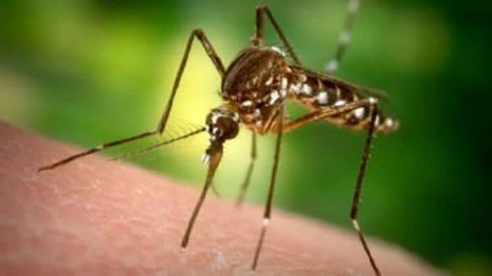 750_juta_nyamuk_modifikasi_genetik_dilepas_di_florida