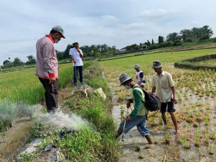 agar_tidak_gagal_panen_ini_pesan_dinas_pertanian_simalungun_kepada_petani