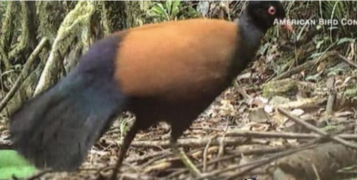 ahli_temukan_burung_auwo_di_papua_nugini_yang_dikira_telah_punah