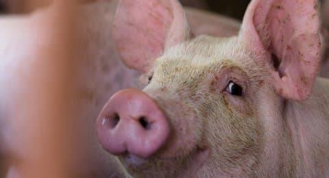 akibat_virus_hog_cholera_populasi_ternak_babi_di_taput_kian_menurun