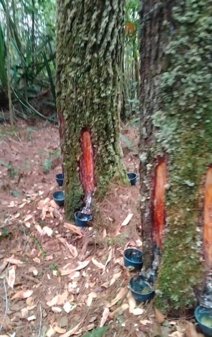 aksi_penyadapan_kayu_tusam_masih_berlangsung_di_gunung_meriah_deli_serdang