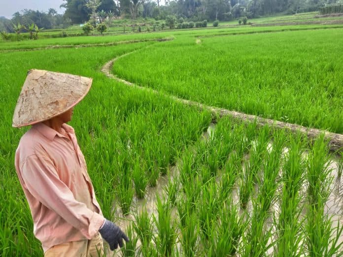 alih_fungsi_lahan_persawahan_harus_rekomendasi_dinas_pertanian