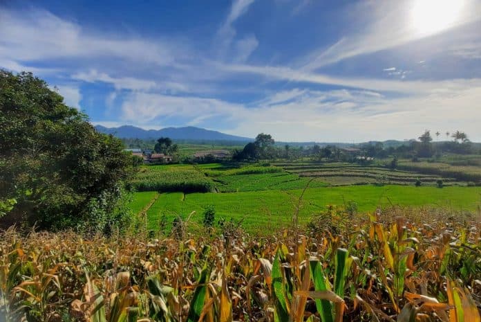 alih_fungsi_lahan_sawah_kian_marak_dprd_simalungun_perlu_larangan