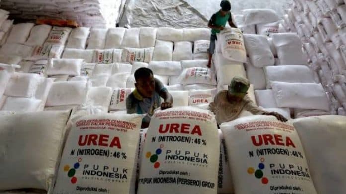 alokasi_pupuk_subsidi_di_sumut_cukup_realisasi_masih_rendah_10