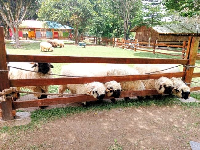 alpaca_dan_domba_muka_hitam_asli_swiss_ada_di_berastagi