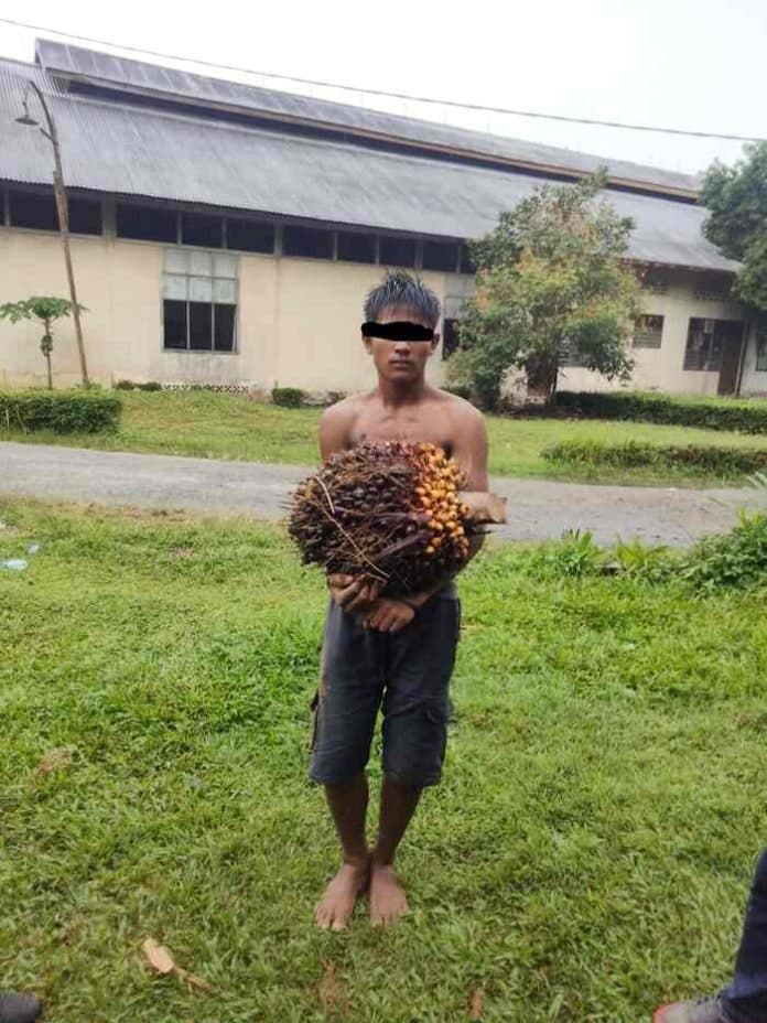 anak_di_bawah_umur_kembali_mencuri_sawit_ptpn_ii_membuat_laporan_polisi