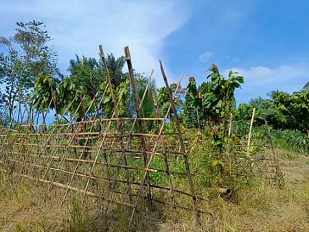 andaliman_di_kecamatan_panei_tidak_tumbuh_sempat_ditanam_namun_gagal