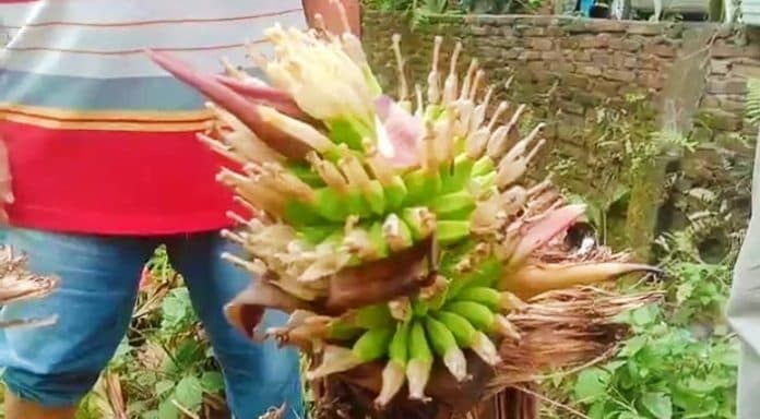 aneh_buah_pisang_di_asahan_tumbuh_tanpa_daun_di_atas_batang_yang_busuk