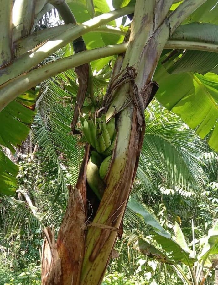aneh_buah_pisang_tumbuh_di_dalam_batang_pohon_di_asahan