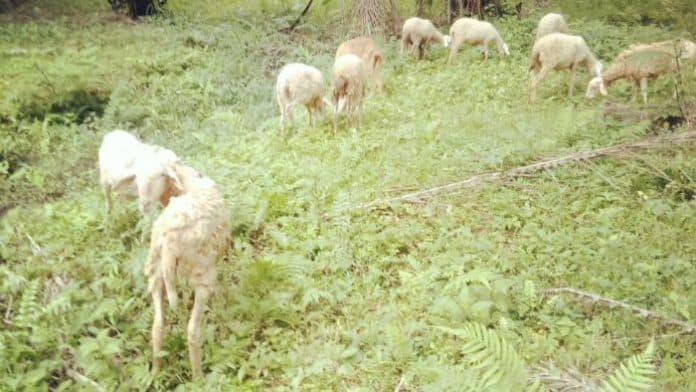 anggaran_dana_desa_urung_ganjang_dibelikan_kambing_dan_dibagikan_ke_warga