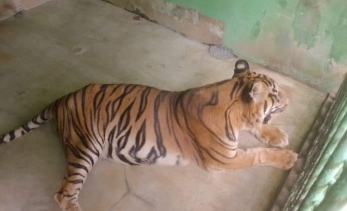 anggi_harimau_sumatera_di_medan_zoo_sedang_berjuang_melawan_usia