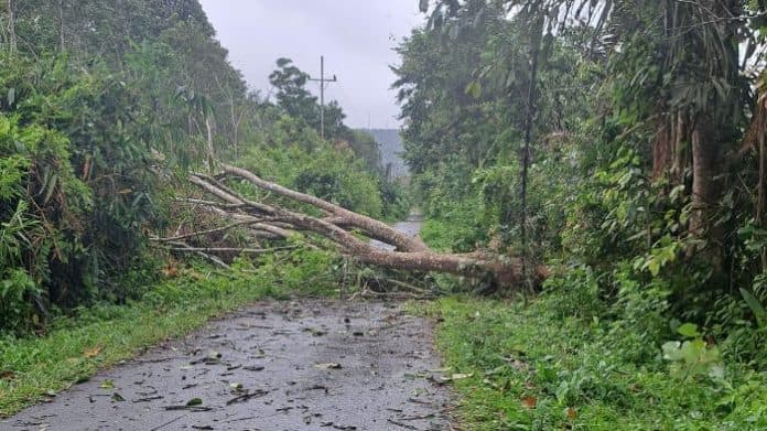 angin_kencang_melanda_sipirok_pohon_tumbang_di_jalan_hingga_listrik_padam