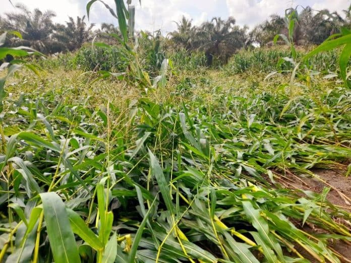 angin_kencang_robohkan_ribuan_batang_tanaman_jagung_di_nagori_bosar_galugur
