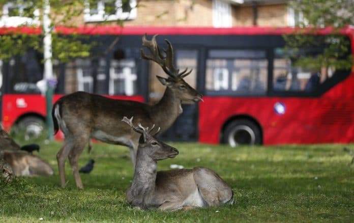 angka_kematian_korona_di_inggris_meningkat_980_total_8958_orang