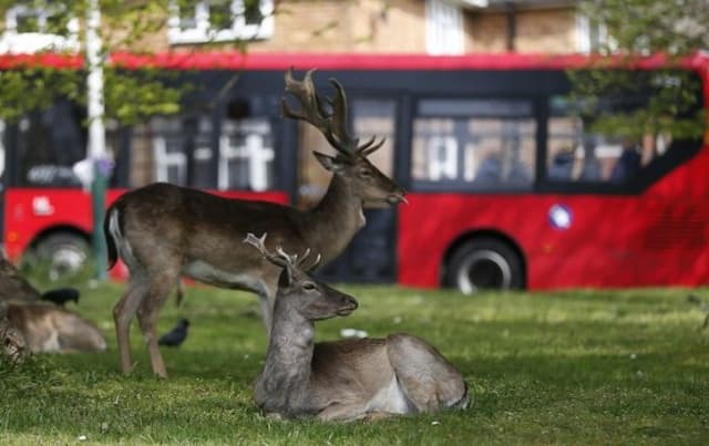 angka_kematian_korona_di_inggris_meningkat_980_total_8958_orang