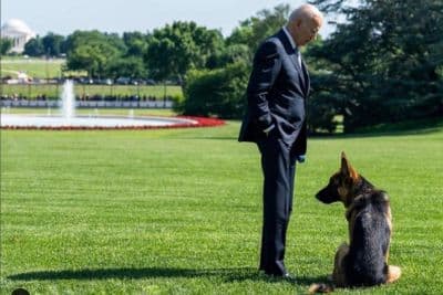 anjing_presiden_joe_biden_suka_gigit_staf_gedung_putih_ini_jadi_penyebabnya